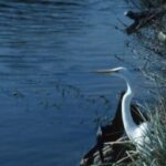 Lake Beauclair thumbnail