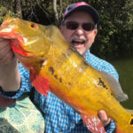 Peacock Bass Fishing Charters