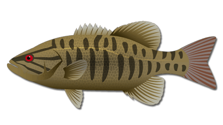 Smallmouth Bass