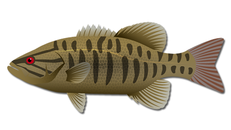 Smallmouth Bass