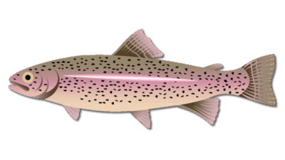 Rainbow Trout