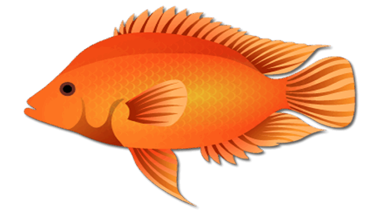 Midas Cichlid