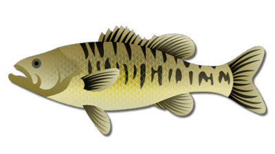 Guadalupe Bass