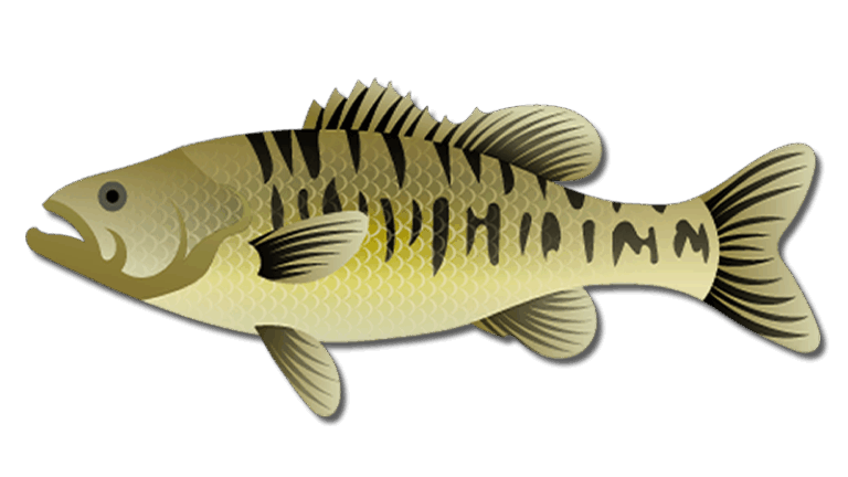 Guadalupe Bass