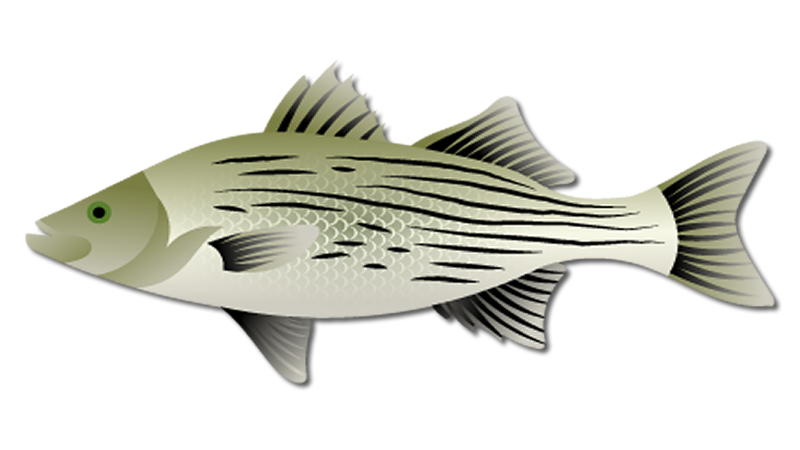Hybrid Striped Bass