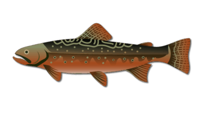 Brook Trout