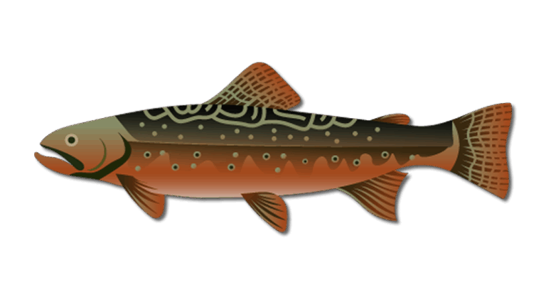 Brook Trout