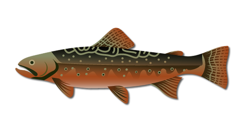 Brook Trout