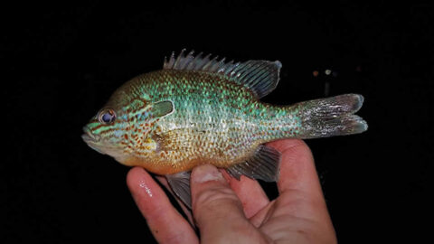 Panhead Fish Panfishing in Florida: All You Need To Know About Panfish