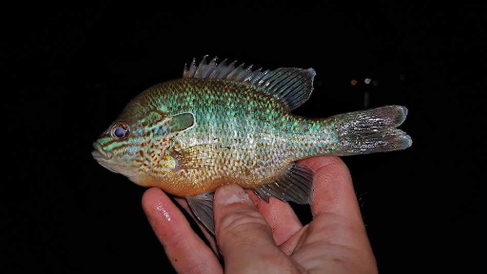 Top Panfishing Techniques