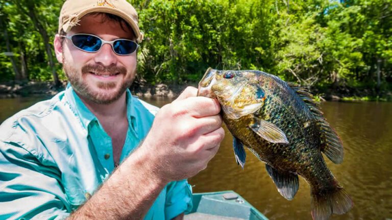 Panfishing in Florida: Everything You Need To Know About Panfish 7 Panfishing in Florida