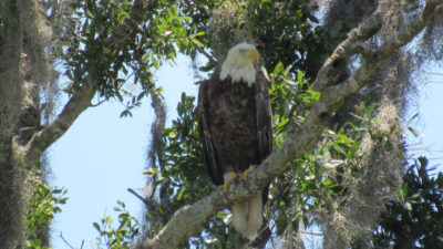 Best Pontoon Boat Rides 13 Tours near Mount Dora