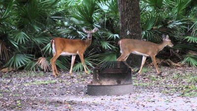 Lake Kissimmee Park deer