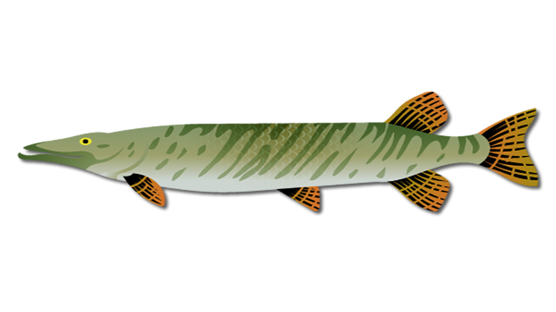 Musky Fish
