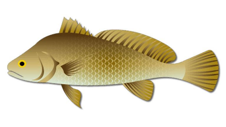 Freshwater Drum