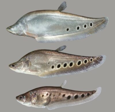 Native range Southeast Asia- Clown featherback