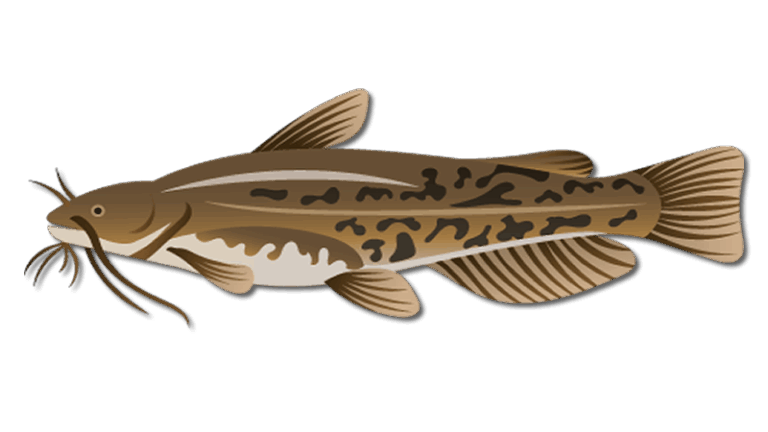Bullhead Catfish