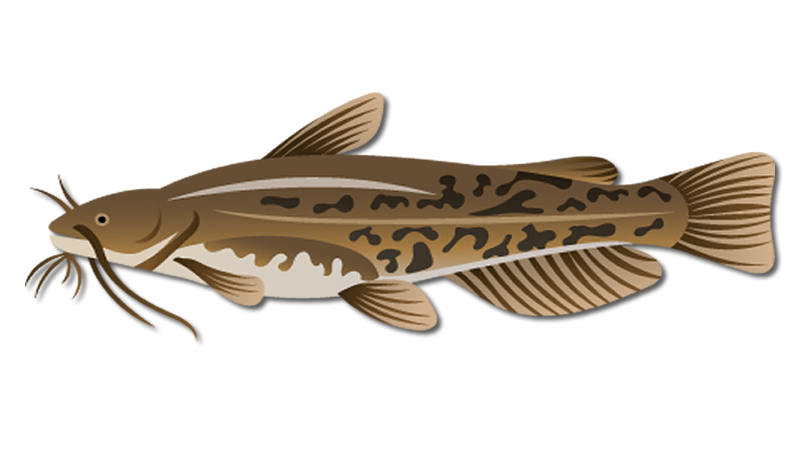 Bullhead Catfish