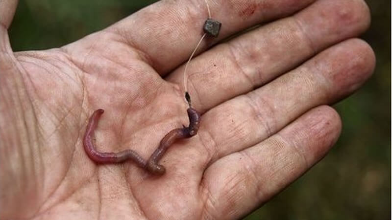 Best Fishing Bait for Lakes 2 live fishing bait for freshwater fishing