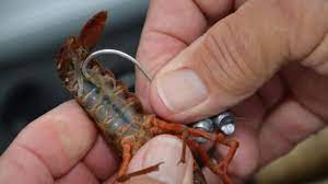 Crayfish the right freshwater fishing bait Crayfish the right freshwater fishing bait