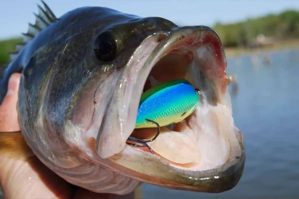 How to Fish a Crankbait - 6 Tips Mastering Shallow Crankbait Fishing: Tips for Success