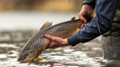 Brown trout are very aggressive and artificial baits work great on Lake Berryessa
