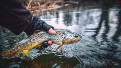 Brook trout eat tiny crawfish, minnows, and worms in Lake Berryessa