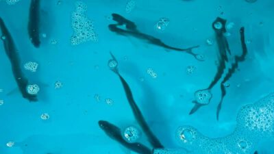 Porgy for Striper fishing