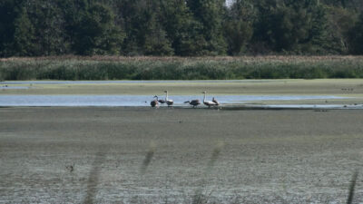 Lake Marion