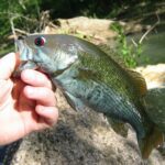 Lake Nottely thumbnail