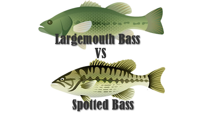 Largemouth Bass vs Spotted Bass