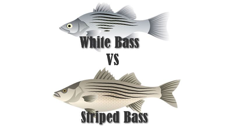 White Bass vs Striped Bass
