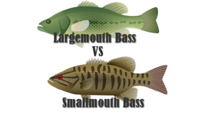Smallmouth vs largemouth bass