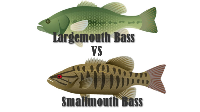 Largemouth Bass vs Smallmouth Bass