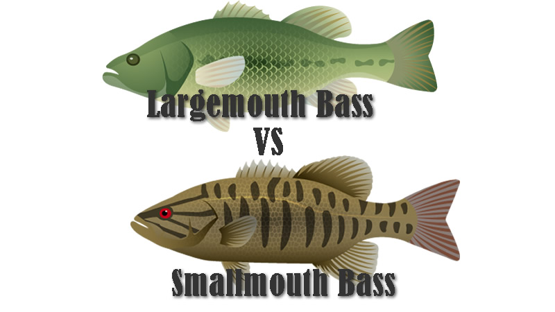 Largemouth Bass vs Smallmouth Bass