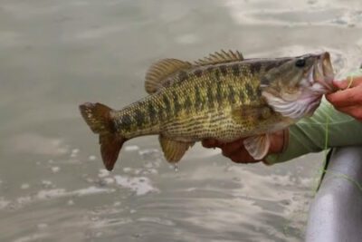 Guadalupe Bass