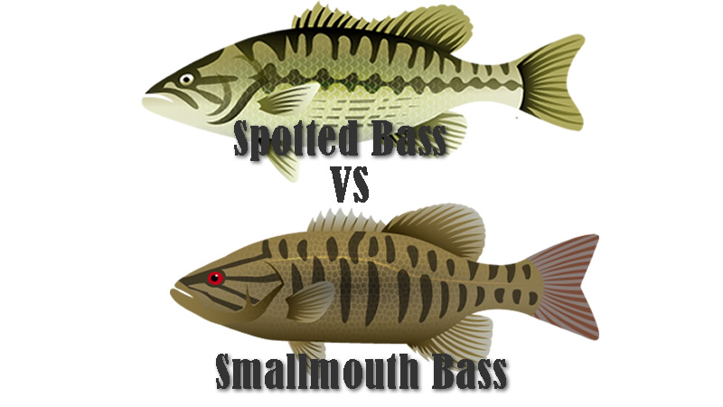 Spotted Bass vs Smallmouth Bass