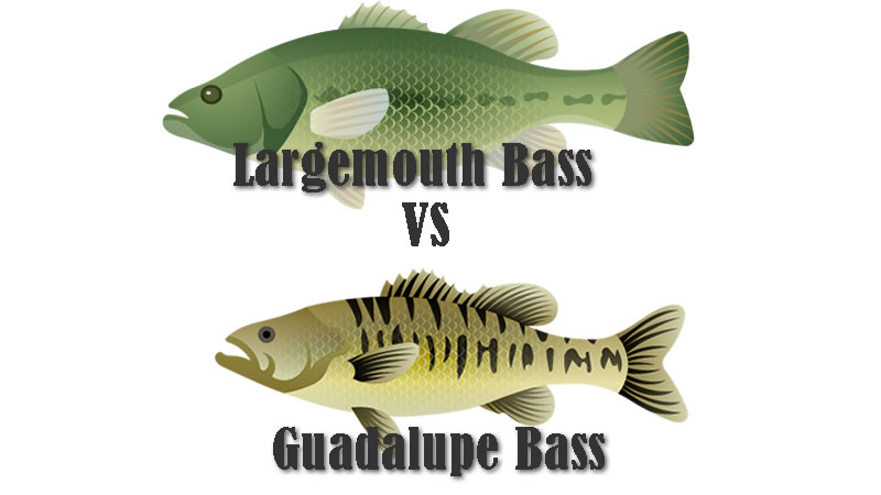 Guadalupe Bass vs Largemouth 1 Guadalupe Bass vs Largemouth Bass