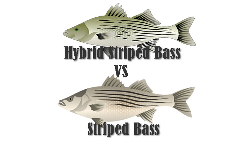 Hybrid Striped Bass vs Striped Bass