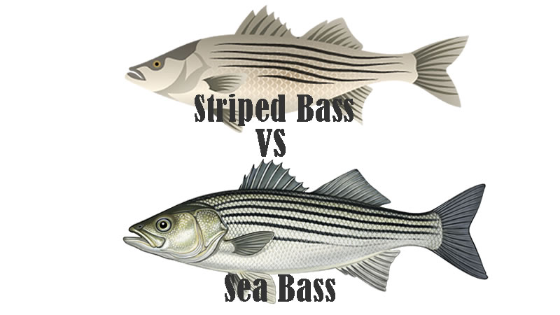 Striped Bass vs Sea Bass
