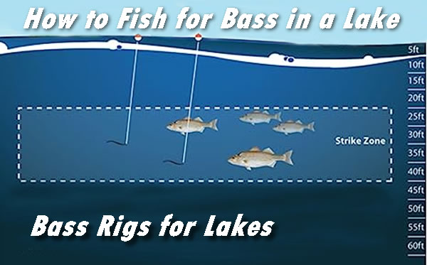 Bass Rigs for Lakes when Bass fishing on lake