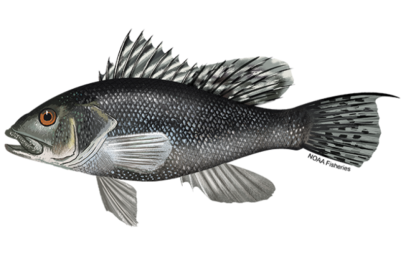 Black sea bass illustration showing a deep dark body with blue and white markings