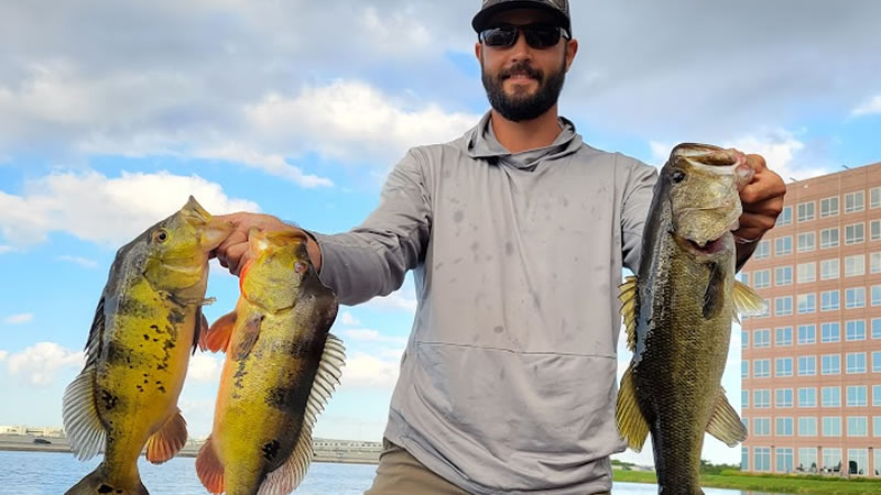 Peacock bass and Largemouth bass