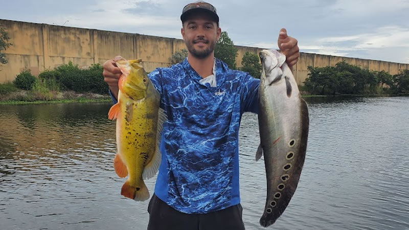 Clown Knife fish and Peacock Bass