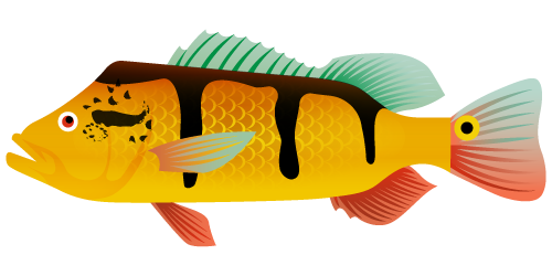 A vibrant peacock bass swimming in clear water during the spawning season.