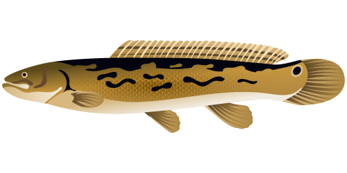 Bowfin, Mudfish or Chondrostei