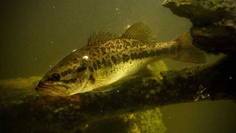 The Fish of Alabama: The Different Species and Subspecies 4 Winter Largemouth Bass Habitat - Fish of Alabama and others