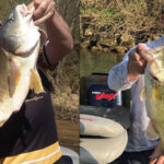 Pickwick Lake thumbnail