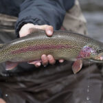 Lake Taneycomo thumbnail