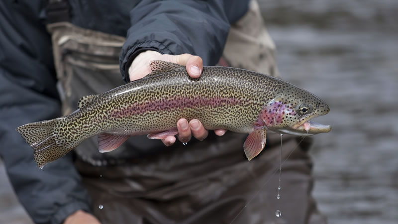 Lake Taneycomo photo
